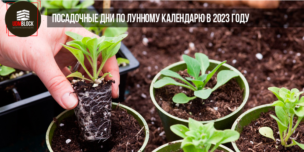 Посадочные дни по лунному календарю в 2023 году